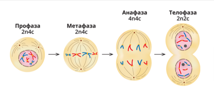 § Простое бинарное деление. Митоз. Амитоз: Митоз и его биологическое значение